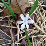 A single six-petaled white flower