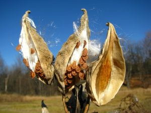 Three milkweed seed pods that have been spilt open. One is empty and the other two contain lots of small, brown, oval-shaped seed attached to a silky strands that will help disperse the wind disperse them. 