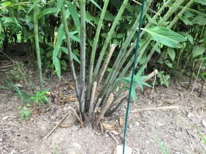 Milweed stems that have been cut back so the hollow stem can be used for by cavity nesting bees