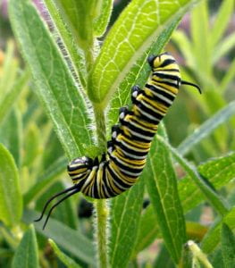 Black, yellow, and white stripped monarch caterpillar feeding on milkweed.