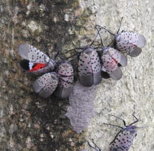 Cluster of several spotted lanterfly adults near an egg mass laid on the trunk of a tree