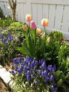 Raised flower bed with pastel pink and yellow tulips and grape hyacinth