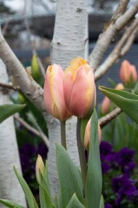Pair of pastel pink tulips about to open in front of a white paper birch tree