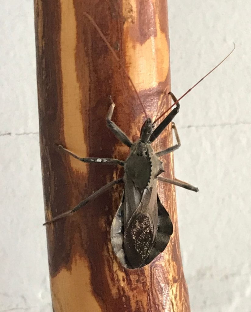 Wheel Bug - Large Insect with what looks like have of a gear on its back