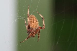 A brown spider covered with short prickly hairs hanging from a web 