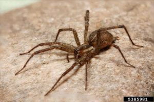 A brown spider on a cement surface
