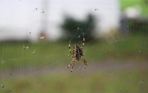 A fatspider with striped legs clinging to a web speckled with insects
