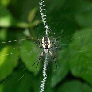 Black and yellow orb wearver sider in the center of her web which has a very visible zig-zag stabilimentum