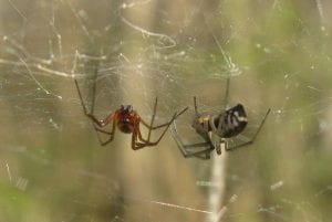 Two spiders, on redish-broen and one black with off-white markings and legs hanging out in the middle of a web of silk strands