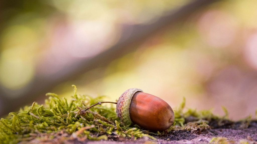 Photo: a single acorn lying on the ground near some moss
