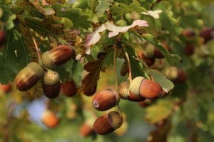 Several acorns hanging in an oak tree wich has leaves that have started to turn brown