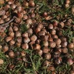 Acorns covering the ground