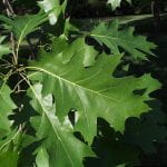 A photo of the pointed-lobed leaves of a norther red oak.
