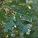 A photo of the rounded-lobed leaves of a white oak tree.