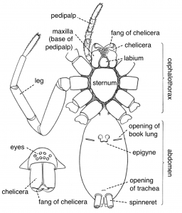 Digram showing the extrnal anatomy of a spider
