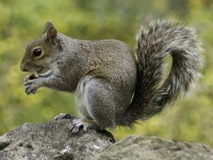 Gray squirrel eating something in its hands
