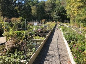 Photo: raised beds full of plants