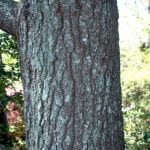 Photo: Deep fissured bark of a mature eastern white pine tree
