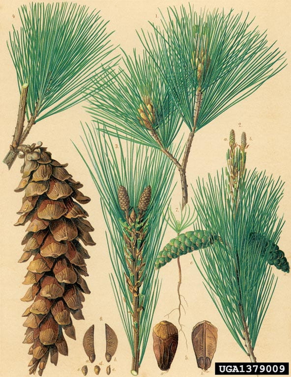 Detailed drawing of cones, seeds and needles of eastern white pine tree