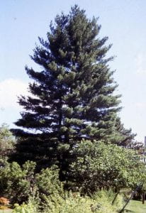 Photo: Large conical shaped eastern white oine tree