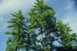 Photo: Several towering white pine trees