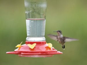 Female ruby-throated hummingbird at a feeder
