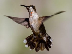 Photo: Juvenile red-throated-hummingbird in flight showingits red breast and a few patches of red in the collar area