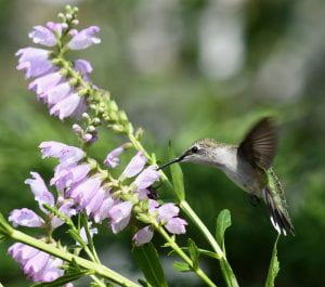 Photo: Female red-throated hummngbird feeding from a stalk covered wtih of light purpletubular flowers