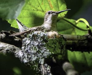 Photo: Hummingbird with white throat and breast sitting in tiny lichen covered nest on a tree branch