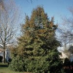 A large 20 foot conical shaped holly tree