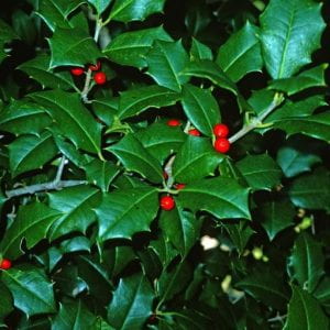 Dark green leaves on an American Holly Tree with bright red berries