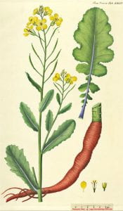 Drawing of Brassica oleracea highlighting th leaf, flower, and root structure