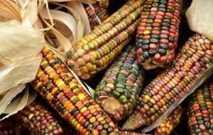Photo: Multi-colored corn