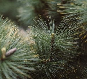Photo: Close up of needles on a pine tree
