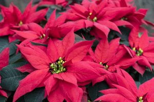 Bright red 'leaves' of poinsettias