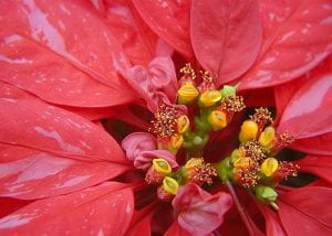 Photo: a close-up of the bright red leaves of a poinsettia surrounding the small yellow flowers