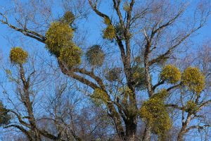 Photo: Large tree barren of leaves but covered with sevral large green balls of mistletoe