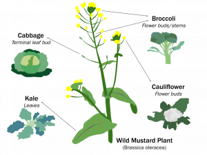 Diagram: HIghlighting the parts of the wild mustard plant (Brassica oleracea) that were selectively breed to create cabbage (terminal leaf bud), kale (leaves), broccoli (flower buds/stem, and cauliflower (flower buds)
