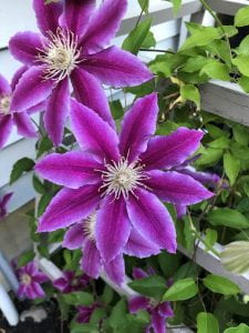 Photo: Large bright purple blooms of Clematis 'Doctor Ruppel' climing up a wooden trellis