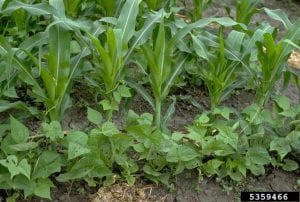 A row of corn plants growing between rows of bean plants