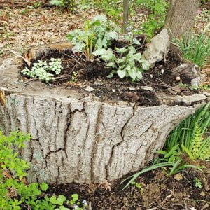 Hollowed out stump being used as a container to grow fern, dead nettle, Tiarella sp. and Brunnera sp.