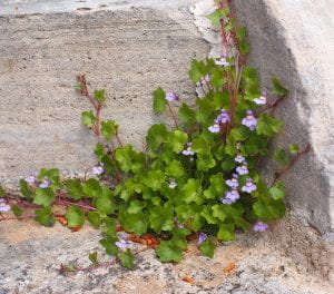 Photo: Small plant with tiny light purple flowers growing in in the corner at the base of a ciment step
