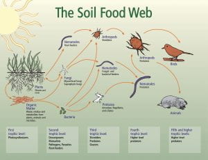 Diagram of the Soil Food Web