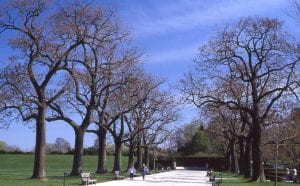 Photo: A wide sidewalk path (~20 ft wide) lined with benches on both sides. Behind each row of benches is a row of towering princess trees. It looks like the photo was taken in early spring as the trees have no leaves on them, but it appears that they are covered in buds just about to open.