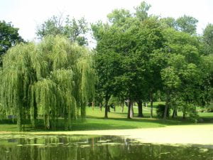 Photo: Various types of trees including a weeping willow on the grassy bank of a pond. The pond extends to the edge of the photo. Half of what you can see is reflecting the trees, the other half is covered with green algae.