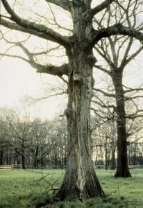 Photo: Large tree in a grassy field with multiple defects, including cracks, decay, dead branches. 