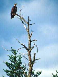 Photo: Immature bald eagle perched on a branch of a tall dead tree. The bald eagle is brown with yellow feet and beak and yellow plumage on the top of its head. Behind the tree is a shorter pine tree and blue sky.