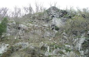 Photo: The side of a rocky hill with irregular outcroppings covered with princess tree saplings. This photo was taken at a time of year when the trees are bare.