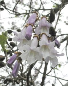 Photo: A close-up of a cluster of trumpet white and light purple flowers hanging from the end of a tree branch.