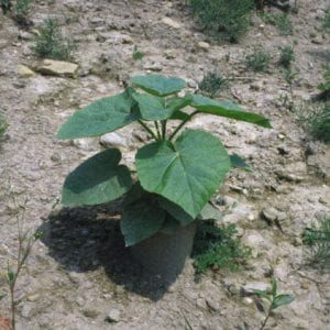 Photo: A freshly disturbed area of soil with a few small weeds and a large princess tree seedling with its large heart shaped leaves.
